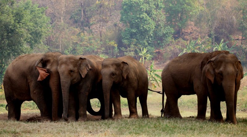  Todo elefante merece prosperar em um habitat natural