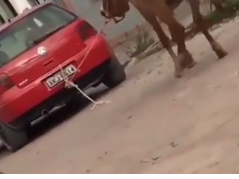 Cavalo é puxado por carro com uma corda presa ao pescoço na BA