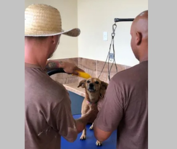 Em menos de um ano, programa atendeu mais de 30 cães resgatados – Bruna R.W Logen/ Divulgação