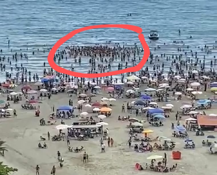 Bolsonaro causou aglomeração ao mergulhar em Praia Grande, SP