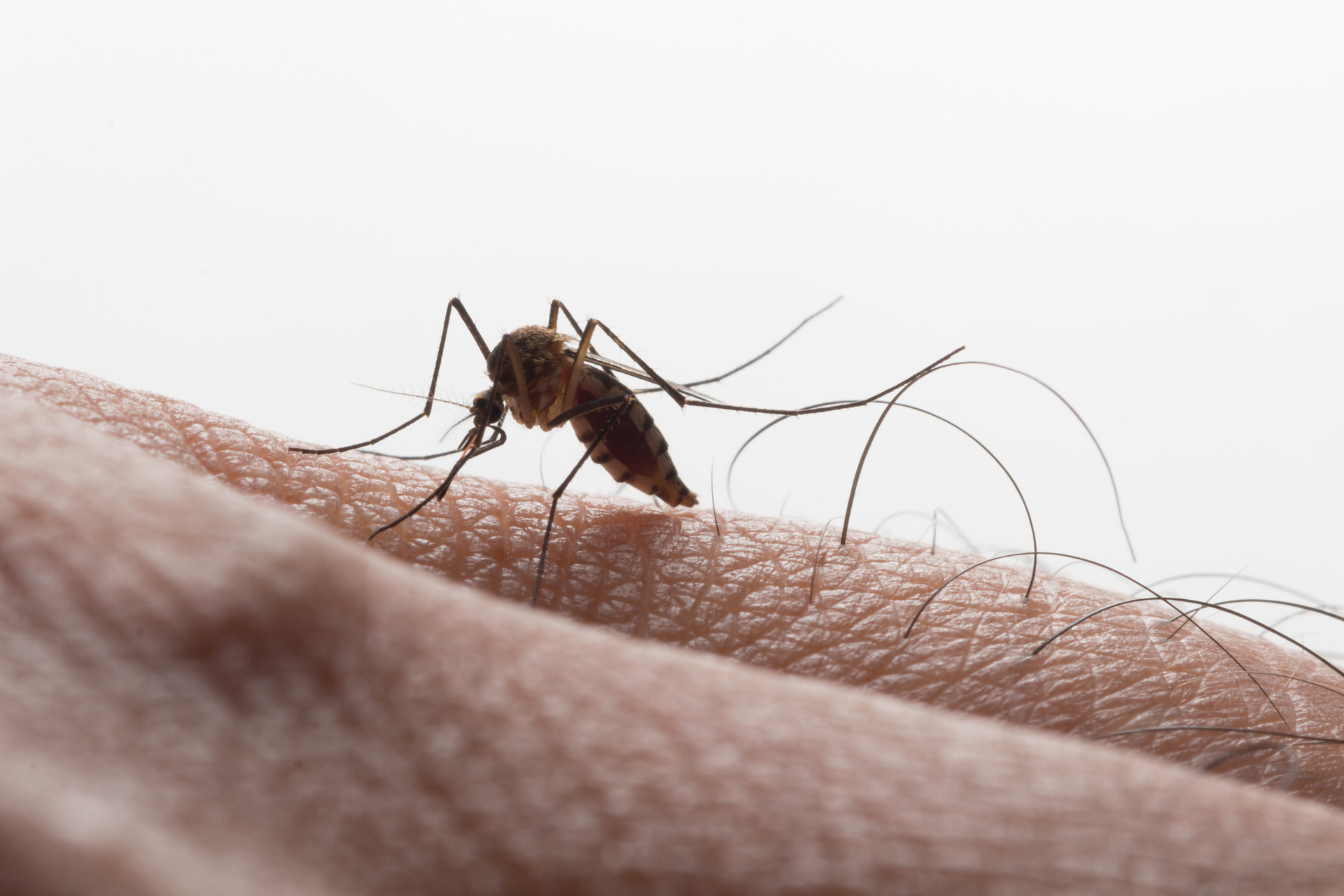 Verão é tempo de aumentar os cuidados contra a dengue