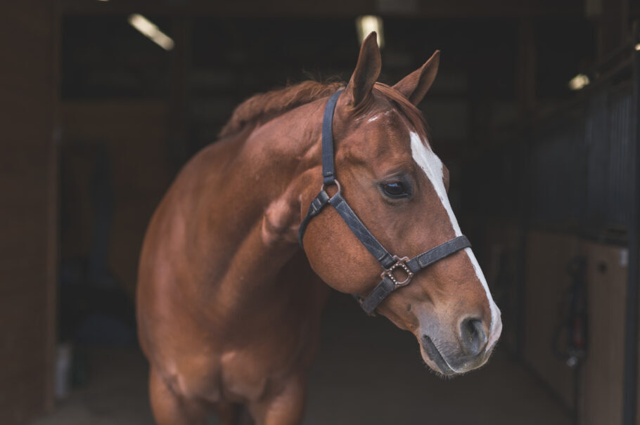 Já existe vacina contra o vírus Hendra para cavalos, porém ainda não há imunizante para humanos