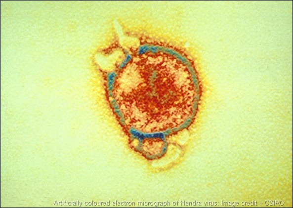 Vírus Hendra causa uma infecção que pode ser fatal