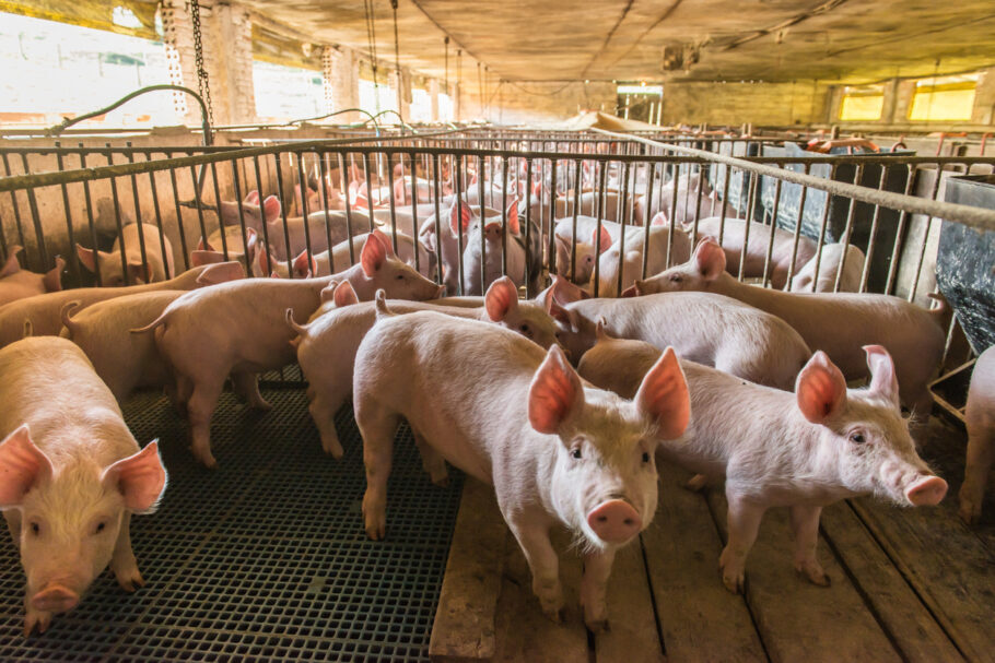 Vírus da peste suína gera preocupação na Ásia