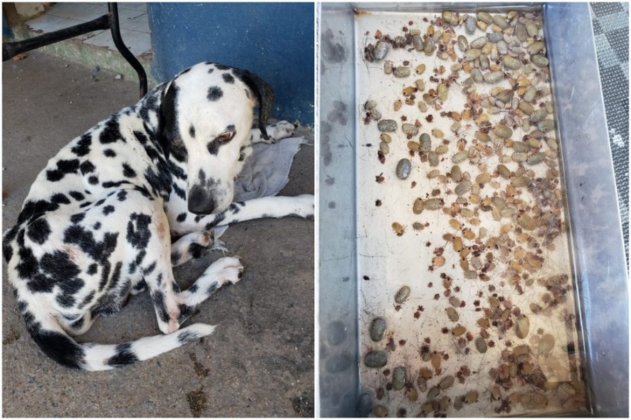 Cão com centenas de carrapatos é resgatado no Guarujá