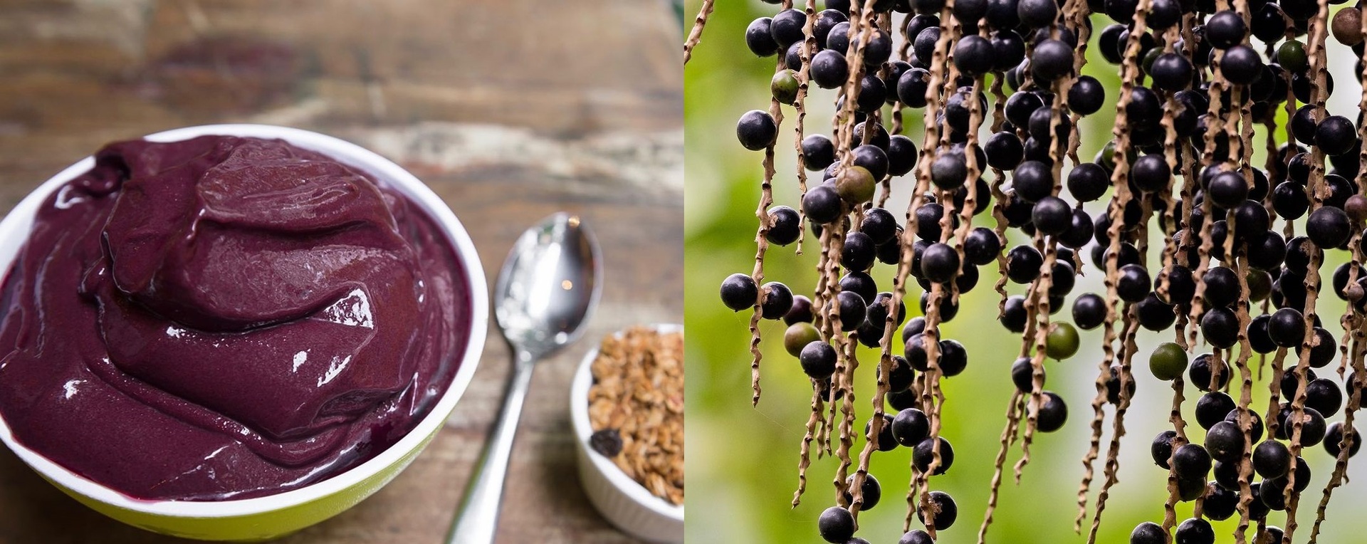 Juçaí tem 50% a mais de ferro e quatro vezes mais propriedades antioxidantes do que o açaí tradicional