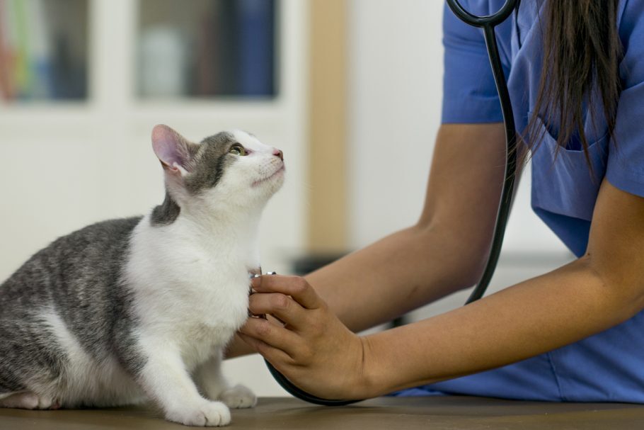 Cientistas encontram novas evidências da transmissão de covid-19 de humanos para gatos