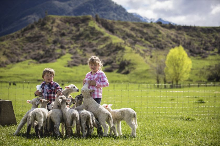Crianças cercadas por ovelhas em Nelson Tasman, na Ilha Sul, na Nova Zelândia