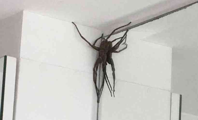 Aranhas gigantes são encontradas em casas e em apartamentos em um bairro de BH