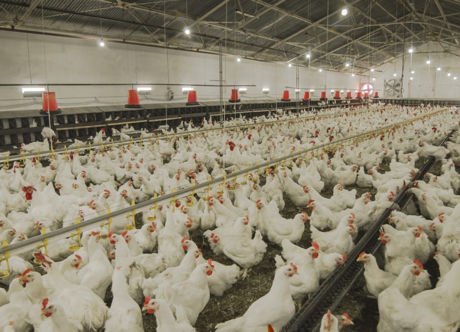China detecta primeiro caso do mundo de gripe aviária H10N3 em humano