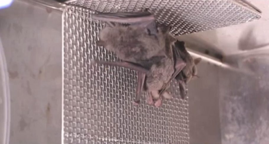 Morcegos confinados no laboratório