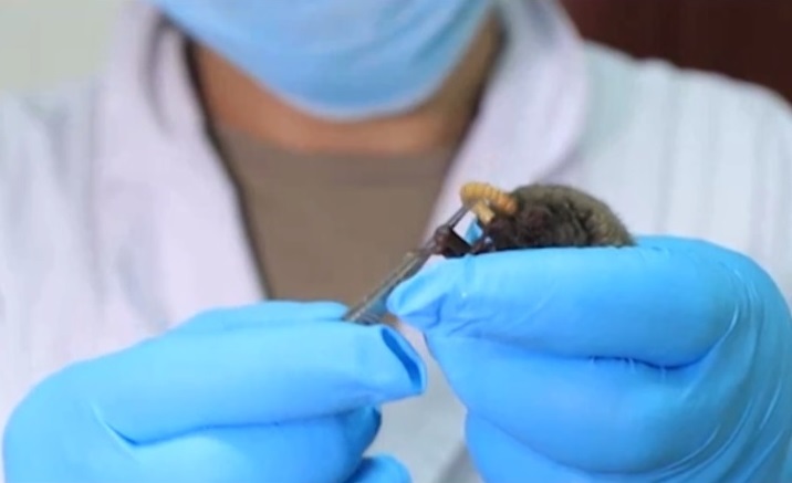 Imagens mostram cientistas alimentando morcegos no que seria o laboratório de segurança biológica máxima na China