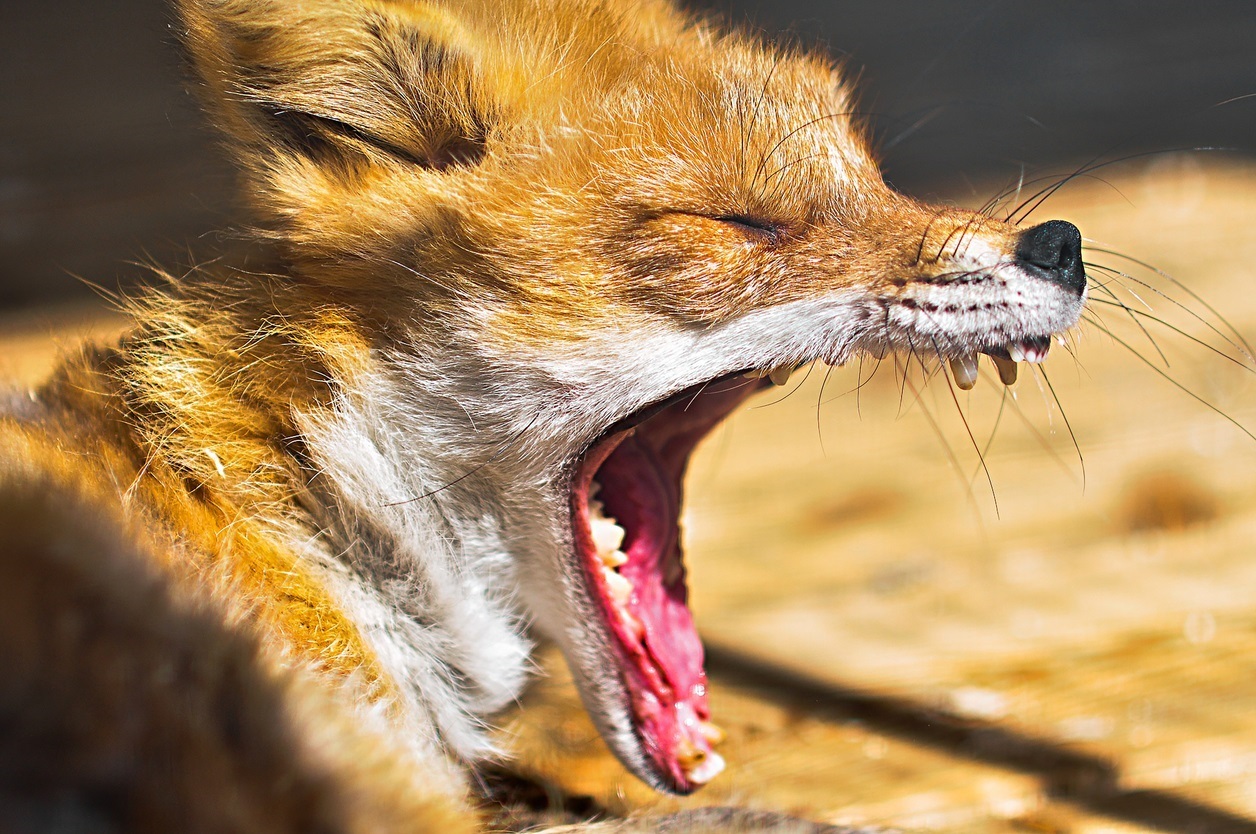 Mulher atacada por raposa não sobrevive após 34 dias internada