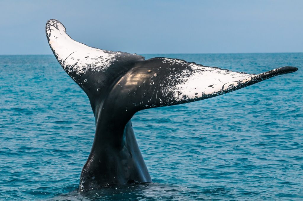 Nesse período do ano, muitas empresas oferecem passeios até o arquipélago para avistar as baleias – Divulgação