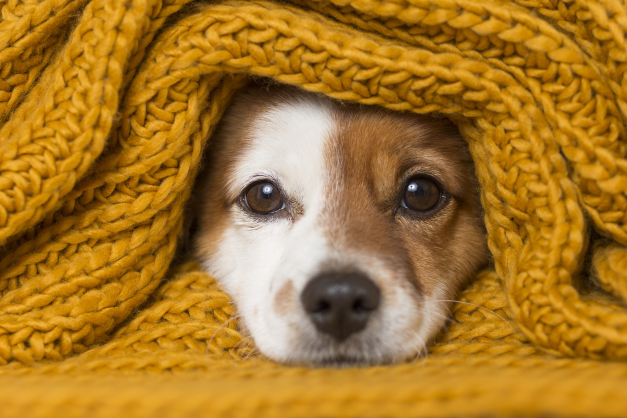 Independente da fase de vida, os cuidados com os pets devem ser regulares – iStock/Getty Images