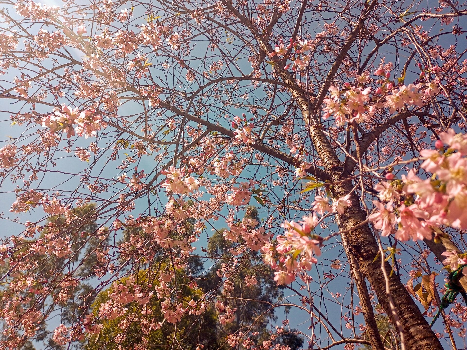 Florada das cerejeiras é uma das atrações em Brotas (SP)