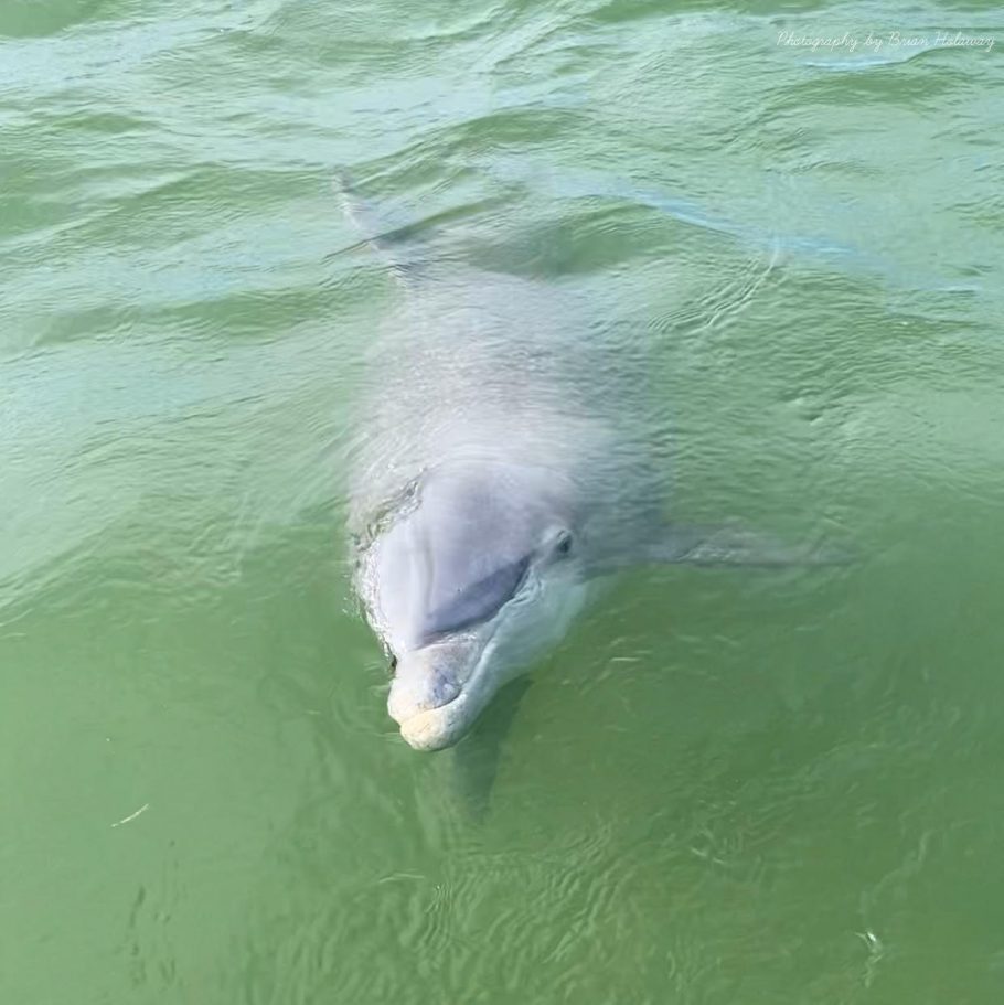 Golfinho ao redor de Captiva, na Flórida, em foto do Captain Brian Holaway, que faz passeios diários para avistar os animais livres