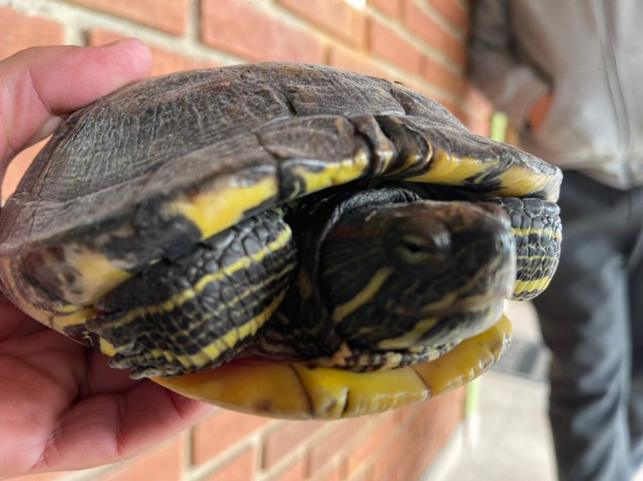 Departamento de Proteção à Fauna e Bem Estar Animal está preparado para receber qualquer espécie. Entrega voluntária não gera nenhuma punição. Divulgação/PMETRP.