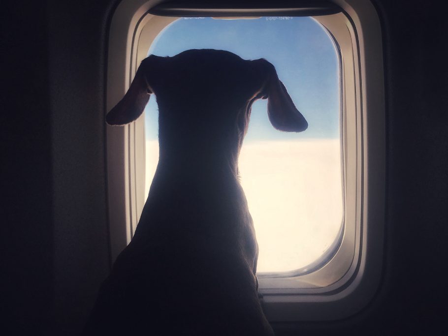 Companhias aéreas têm observado um aumento significativo no número de pets embarcados
