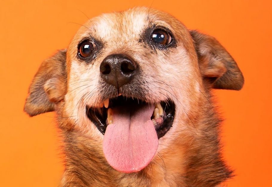 Catatau, um dos cãezinhos disponíveis para adoção na Cão sem Dono