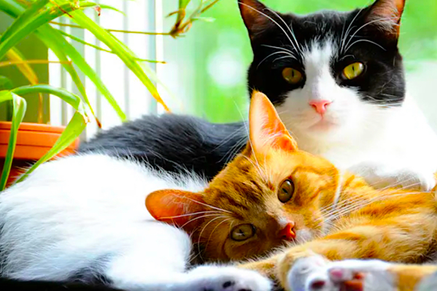 “O importante é cuidar muito bem do seu gato com FIV, com o amor e carinho que todos eles merecem”