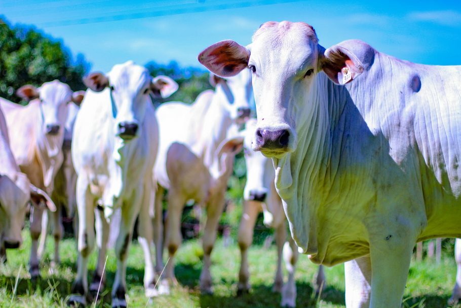 Apesar dos casos de mal da vaca louca, o Brasil ainda é classificado como país de risco insignificante para doença