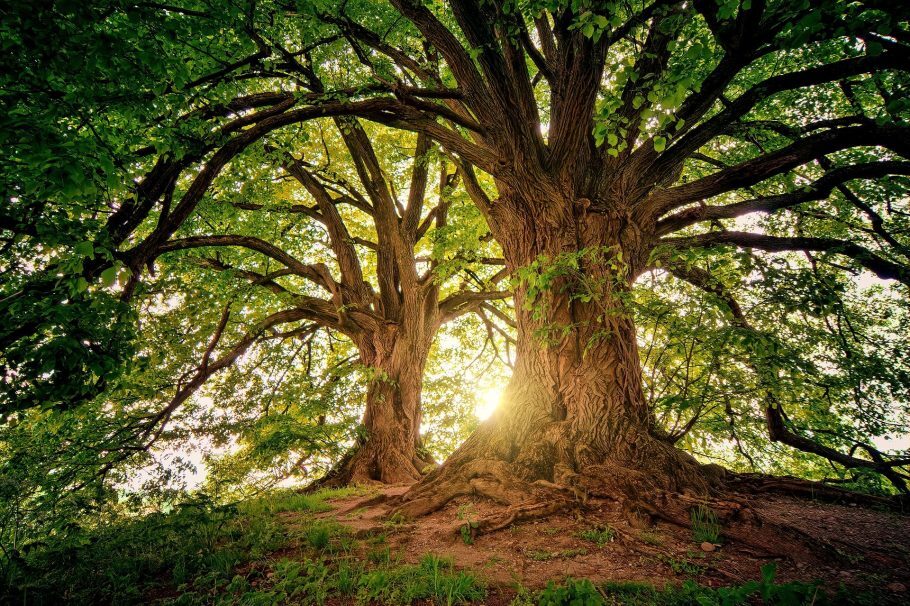 Atividade tem como abordagem os benefícios das árvores para a saúde humana e ambiental, além de iniciativas desenvolvidas pela Prefeitura de Santo André. Imagem de jplenio por Pixabay.