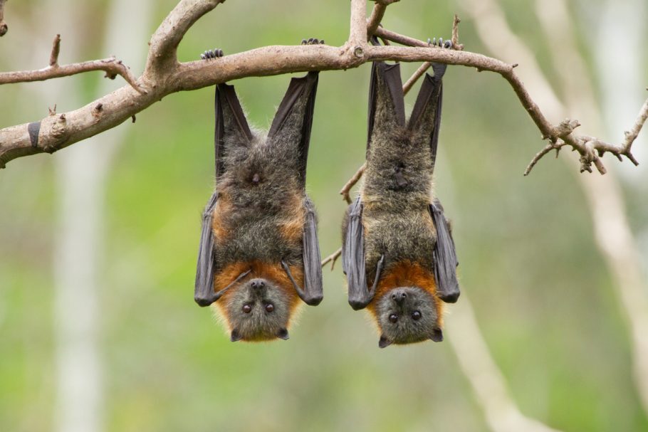 Os morcegos são reservatórios naturais desse vírus