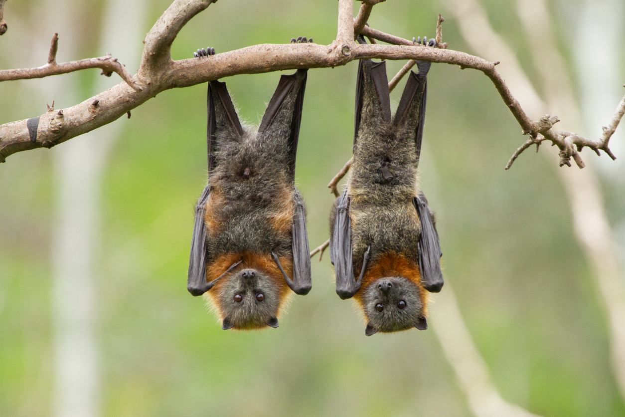 O vírus Nipah por morcegos frugívoros e porcos infectados pela doença