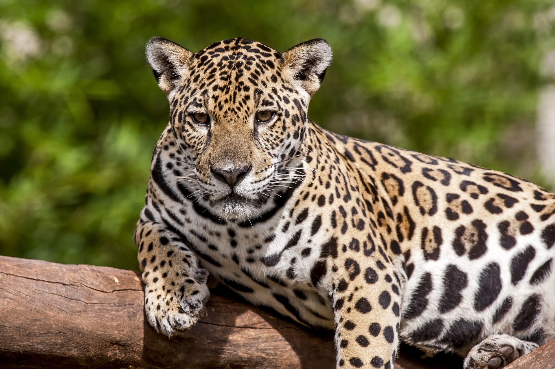 Você sabia que estes 10 animais estão ameaçados de extinção no Brasil?