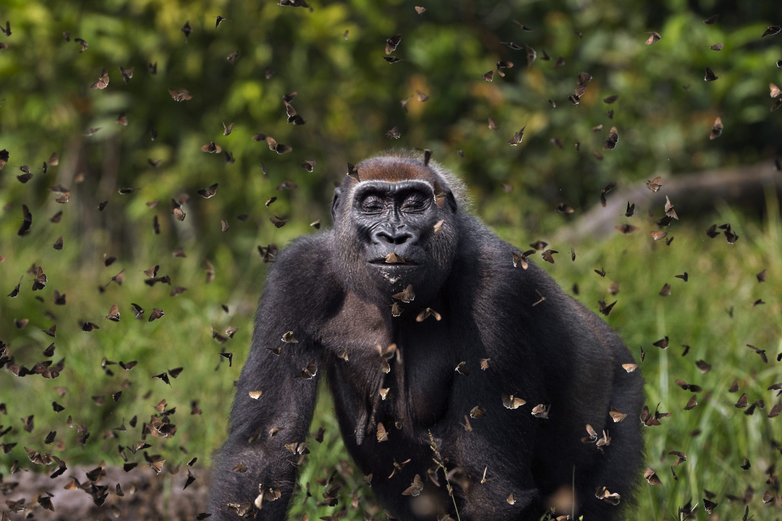 Imagem de gorila entre uma nuvem de borboletas na República Centro-Africana foi a grande vencedora do concurso de fotografia da TNC