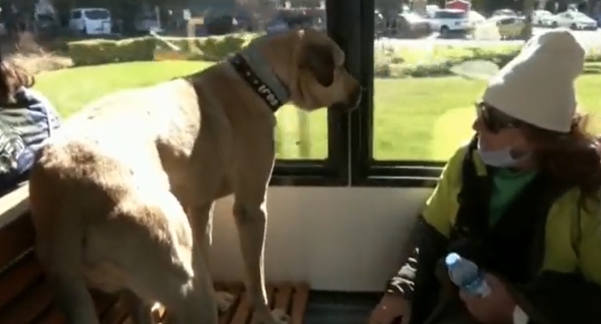Cachorro de rua usa transporte público e respeita as regras do metrô