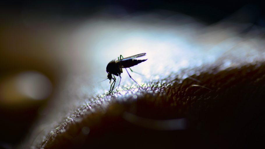 EUA alertam para mosquito com vírus raro e perigoso
