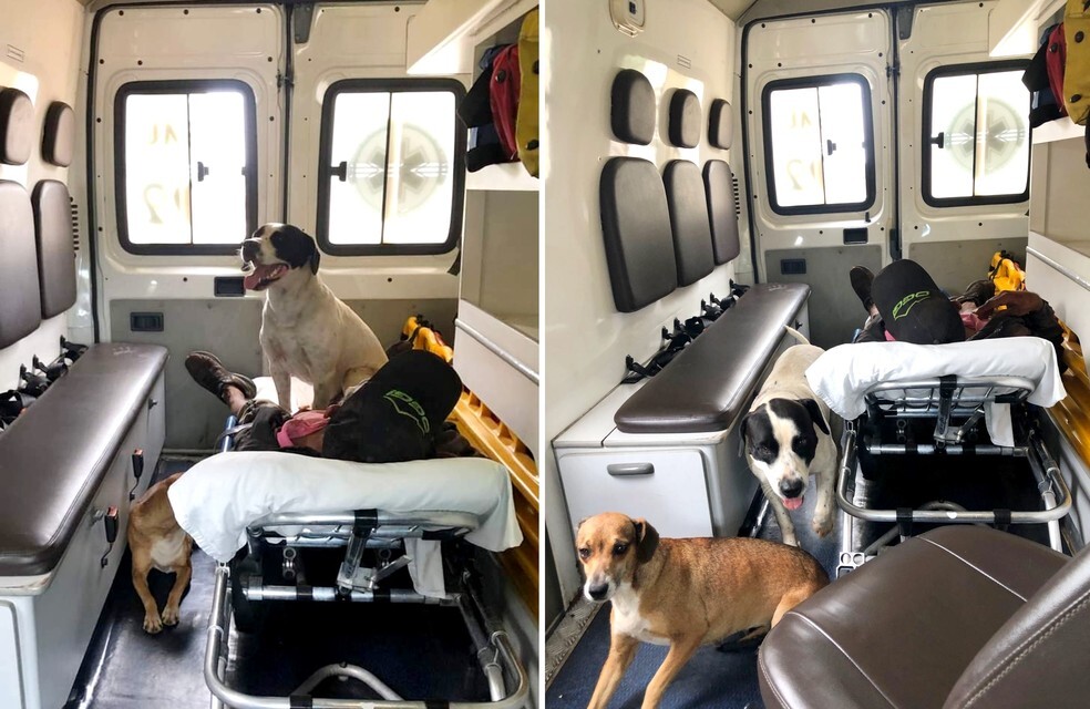  Os cães Bob e Chiara acompanham resgate de seu dono dentro de uma ambulância do SAMU em Bauru