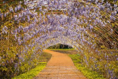 O túnel de glicínias é uma das atrações do Mátria Parque de Flores