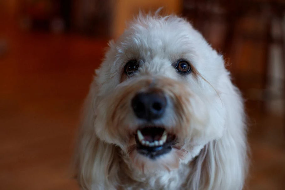 Ollie, o cãozinho terapeuta que incentiva os pequenos a se vacinar