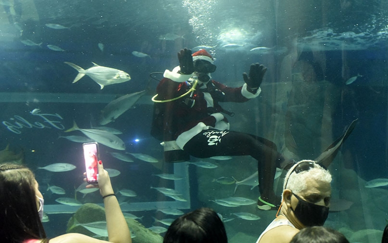 Em mais um ano, o Papai Noel mergulha no Grande Tanque Oceânico do AquaRio