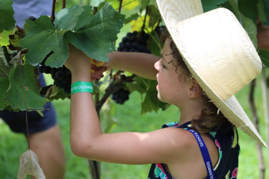 Crianças também pode participar da colheita da uva na Quinta do Olivardo