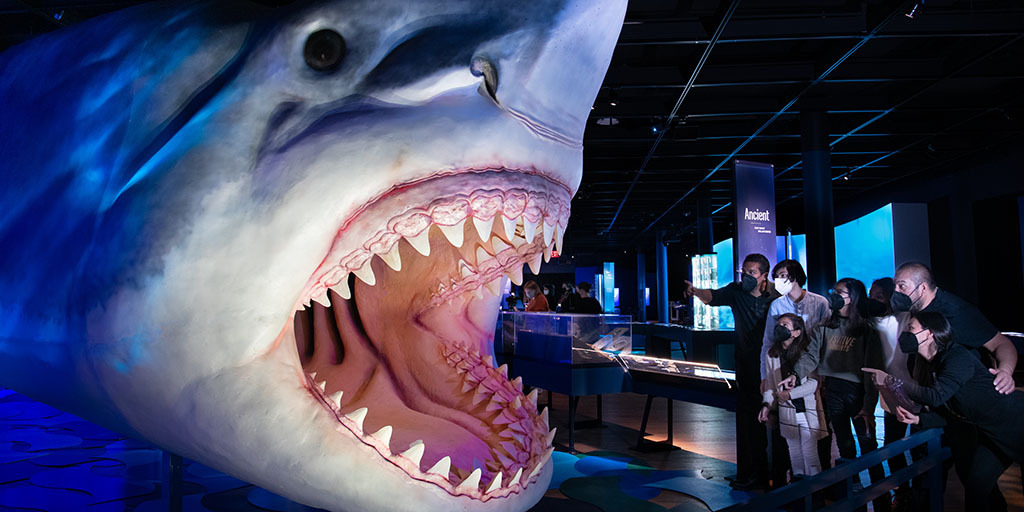 O Museu de História Natural exibe, até 14 de agosto, a mostra “Tubarões”