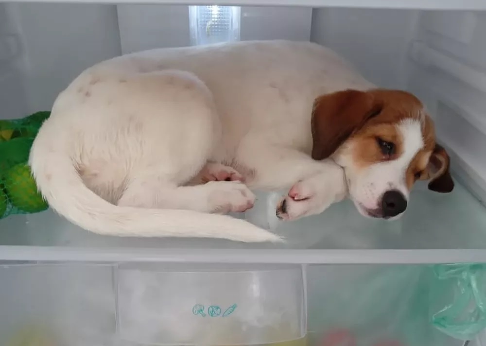 cachorra invade geladeira