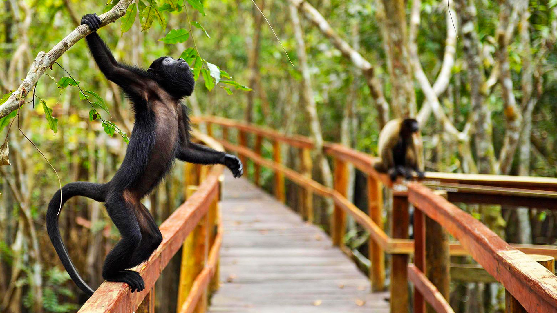 Macaco guariba no Juma Amazon Lodge