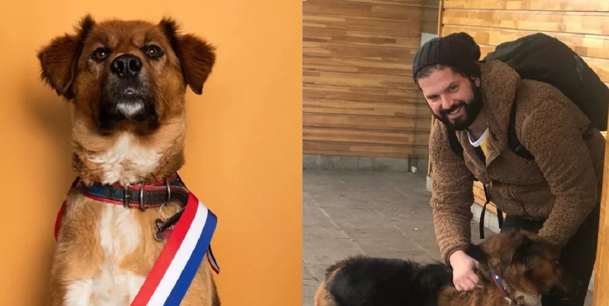 Sucesso nas redes sociais, conheça Brownie: o cachorro do presidente do Chile