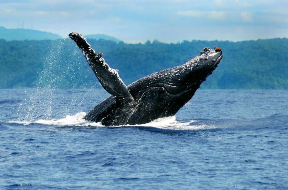 Prado (BA) se prepara para receber a temporada de baleias jubartes