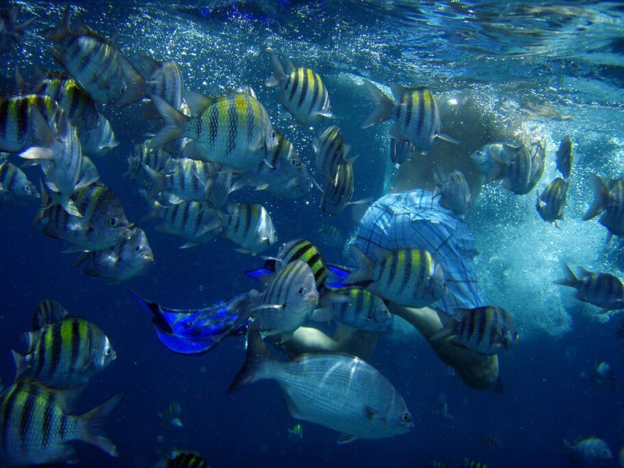 Sorkel permite ver peixes coloridos em Mangel Halto, Aruba