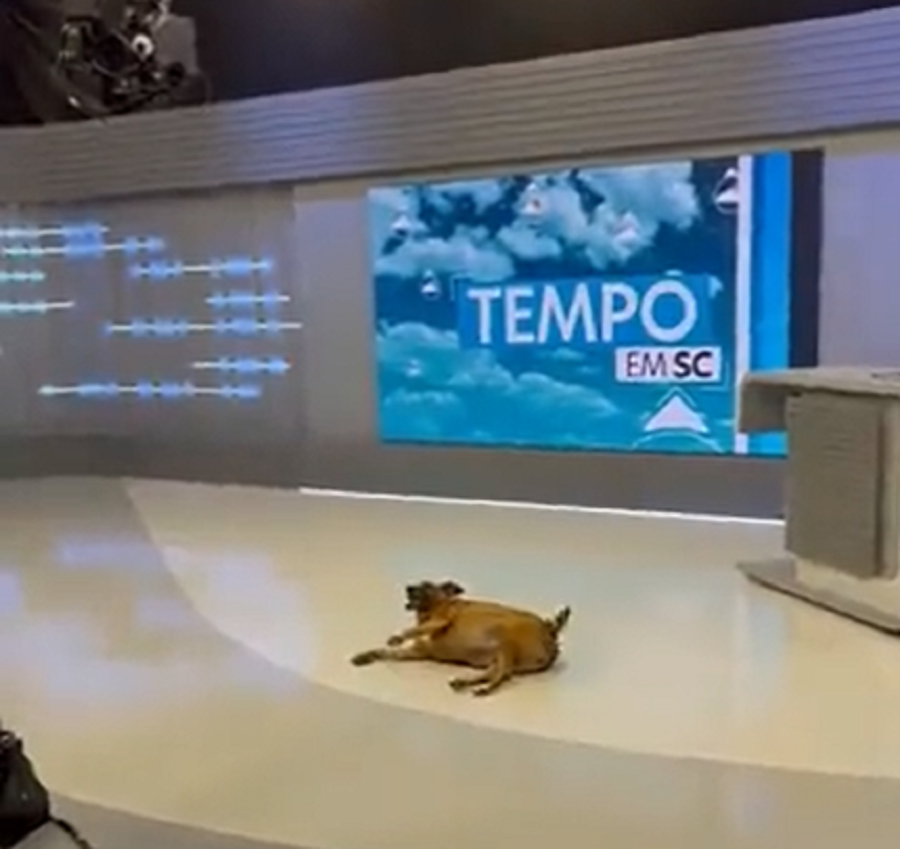 cachorra telejornal