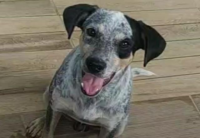 Polícia busca homem que abandonou cão amarrado em poste na zona oeste do Rio de Janeiro