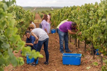 Turistas participam da colheita na região do Douro