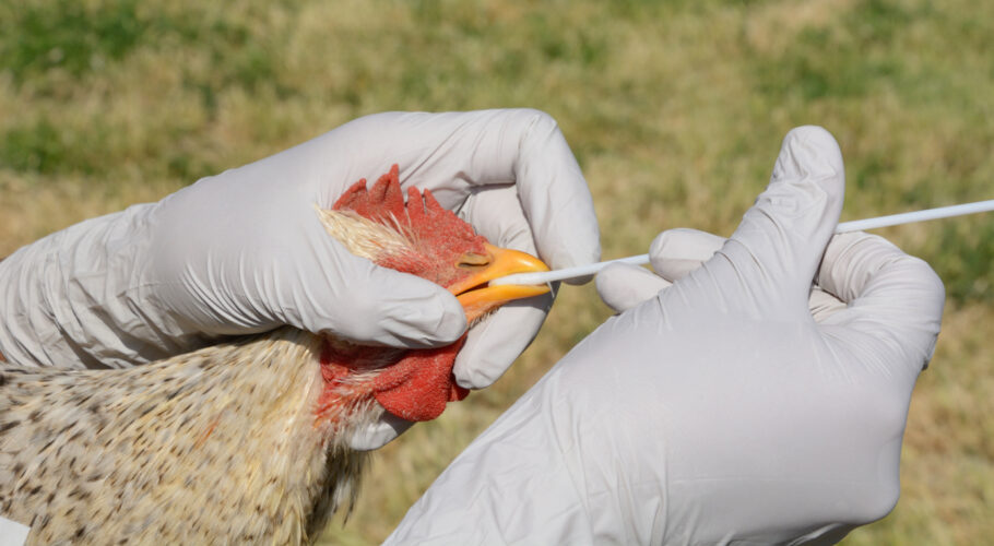  EUA confirmam primeiro caso humano de gripe aviária H5N1