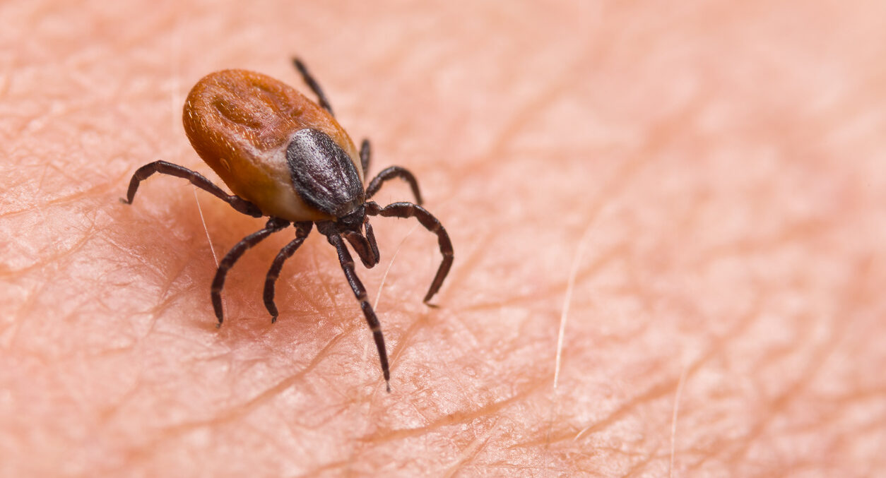 Febre maculosa tem cura ou não?