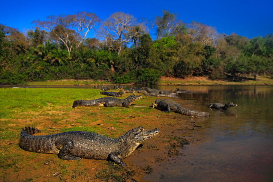Jacarés tomam sol em beira de rio no Pantanal